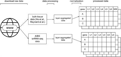 LaminaRGeneVis: A Tool to Visualize Gene Expression Across the Laminar Architecture of the Human Neocortex